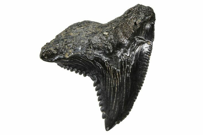 Snaggletooth Shark (Hemipristis) Tooth - South Carolina #375863